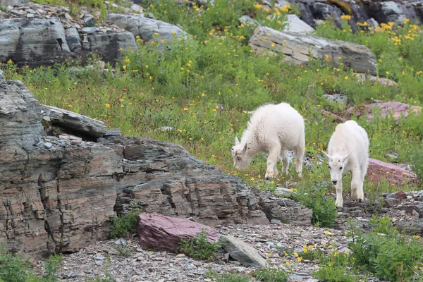 Mountain Goat Oreamnos Americanus Glacier National Park Montana — 스톡 사진