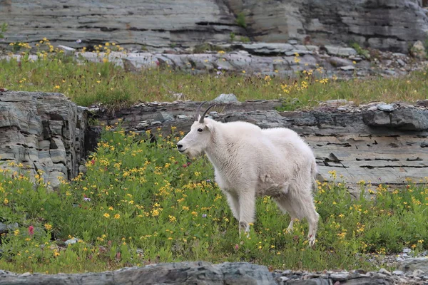 Mountain Goat Oreamnos Americanus Glacier National Park Montana — 스톡 사진