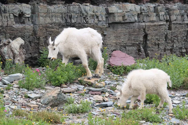 Mountain Goat Oreamnos Americanus Glacier National Park Montana — 스톡 사진