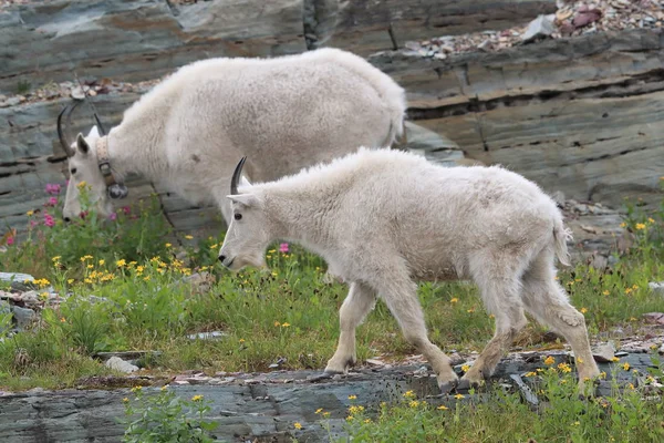 Mountain Goat Oreamnos Americanus Glacier National Park Montana — 스톡 사진