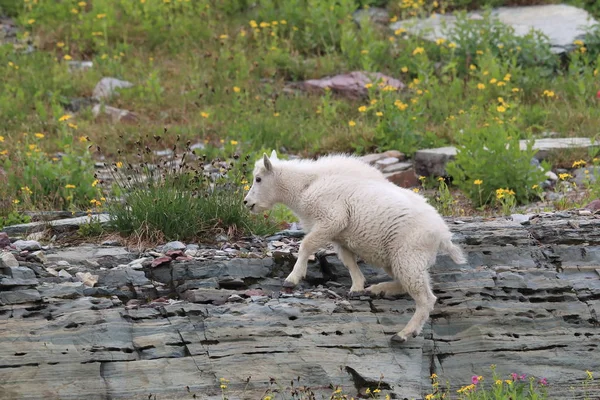 Mountain Goat Oreamnos Americanus Glacier National Park Montana — 스톡 사진