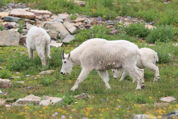 Mountain Goat Oreamnos Americanus Glacier National Park Montana — 스톡 사진