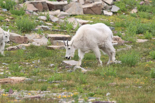 Mountain Goat Oreamnos Americanus Glacier National Park Montana — 스톡 사진