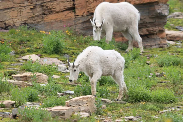 Mountain Goat Oreamnos Americanus Glacier National Park Montana — Stock fotografie