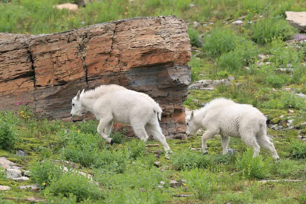 Mountain Goat Oreamnos Americanus Glacier National Park Montana — 스톡 사진