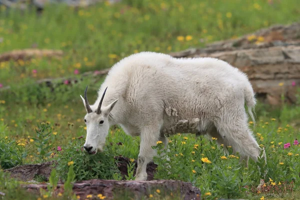 Mountain Goat Oreamnos Americanus Glacier National Park Montana — 스톡 사진