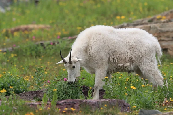 Mountain Goat Oreamnos Americanus Gletsjer Nationaal Park Montana — Stockfoto