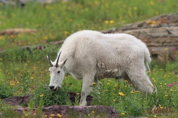 Mountain Goat Oreamnos Americanus Glacier National Park Montana — 스톡 사진