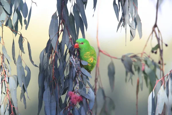 Чешуйчатогрудый Lorikeet (Trichoglossus chlorolepidotus), Queensl — стоковое фото