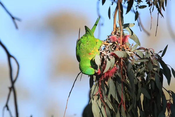 Scaly-breasted Lorikeet (Trichoglossus chlorolepidotus), queensl — Stock Photo, Image