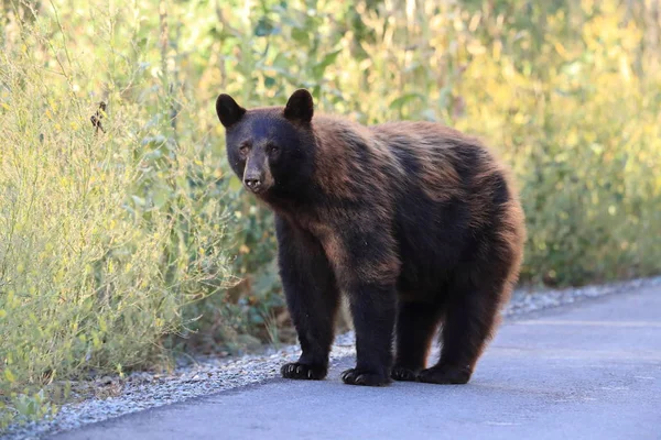 Американский черный медведь (Ursus americanus), Национальный парк Ледник, США — стоковое фото