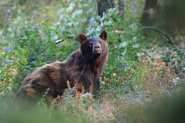 Американский черный медведь (Ursus americanus), Национальный парк Ледник, США — стоковое фото