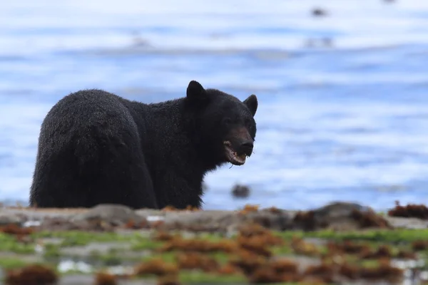 Oso negro vagando por las orillas de la marea baja, buscando cangrejos. Vancouver — Foto de Stock