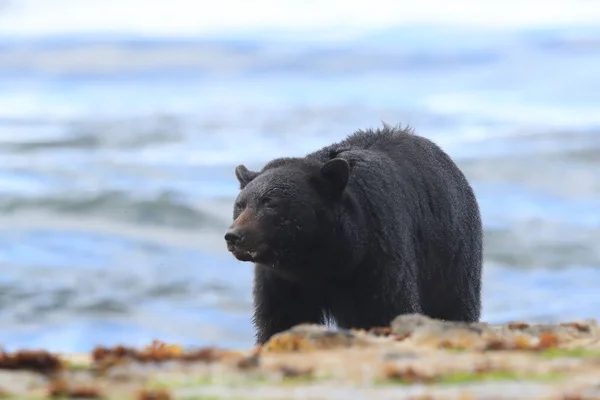 Černý medvěd se potuluje po březích přílivu a hledá kraby. Vancouver — Stock fotografie