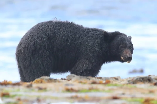 Oso negro vagando por las orillas de la marea baja, buscando cangrejos. Vancouver — Foto de Stock