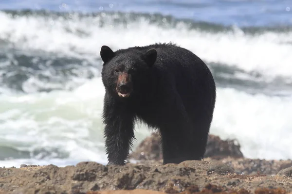 Oso negro vagando por las orillas de la marea baja, buscando cangrejos. Vancouver — Foto de Stock