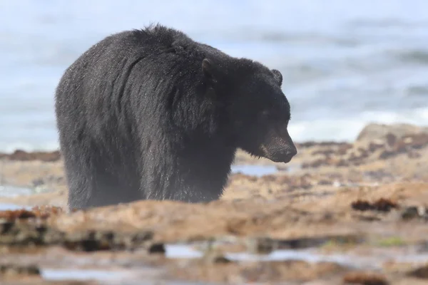 Black bear roaming low tide shores, looking for crabs. Vancouver — Stock Photo, Image