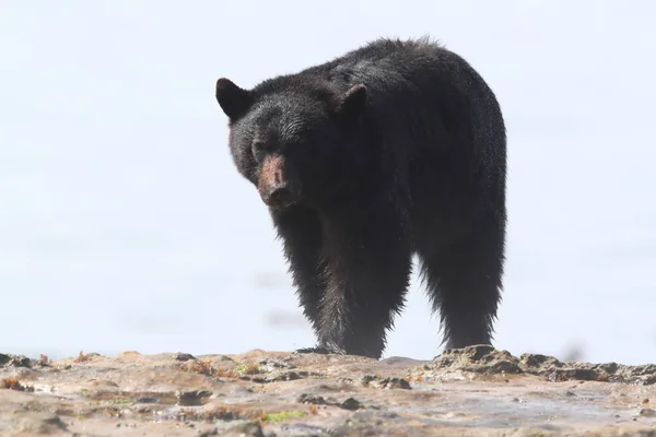 Oso negro vagando por las orillas de la marea baja, buscando cangrejos. Vancouver — Foto de Stock