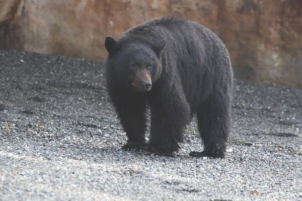 Černý medvěd se potuluje po březích přílivu a hledá kraby. Vancouver — Stock fotografie