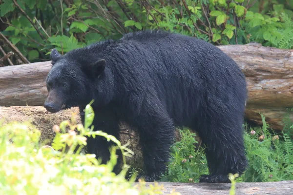 Orso nero che vaga per le rive della bassa marea, in cerca di granchi. Vancouver — Foto Stock