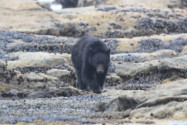 Oso negro vagando por las orillas de la marea baja, buscando cangrejos. Vancouver — Foto de Stock