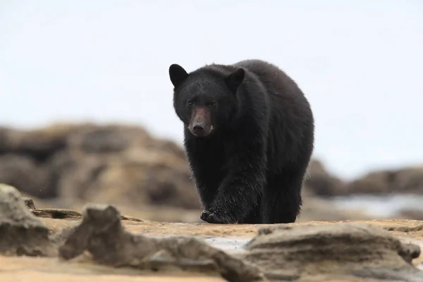 Μαύρη αρκούδα περιπλανιέται στις όχθες της παλίρροιας, ψάχνοντας για καβούρια. Βανκούβερ — Φωτογραφία Αρχείου