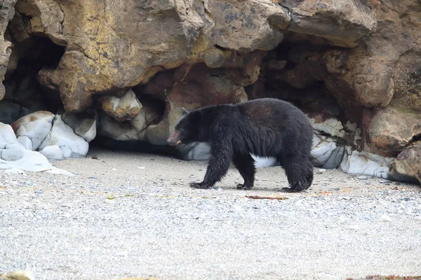 Black bear roaming low tide shores, looking for crabs. Vancouver — Stock Photo, Image