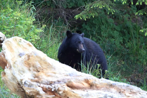 Fekete medve az apály partjainál bolyong, rákot keres. Vancouver! — Stock Fotó