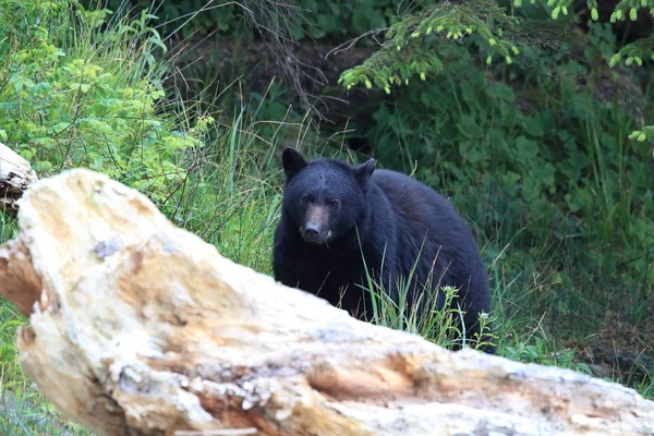 Orso nero che vaga per le rive della bassa marea, in cerca di granchi. Vancouver — Foto Stock