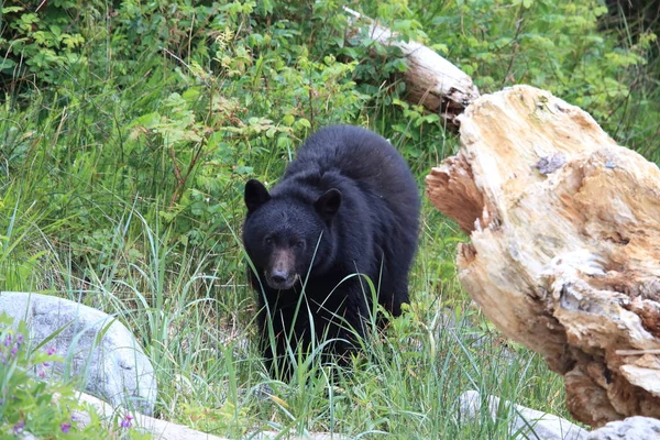 Black bear roaming low tide shores, looking for crabs. Vancouver — 스톡 사진