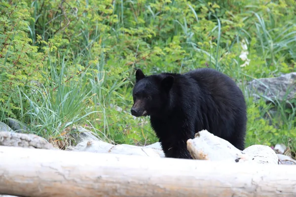 Urso negro a vaguear pelas margens da maré baixa, à procura de caranguejos. Vancouver. — Fotografia de Stock