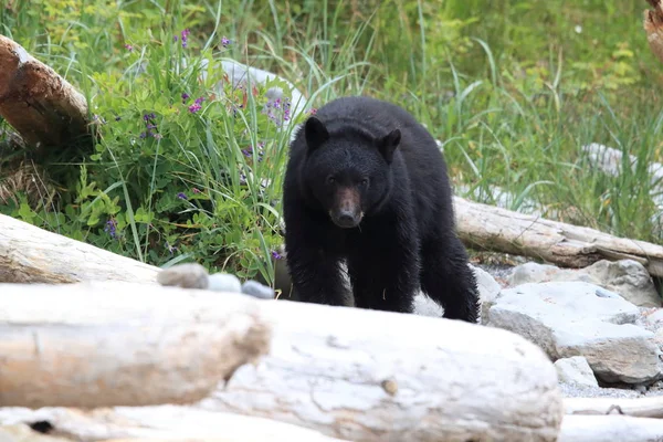 Urso negro a vaguear pelas margens da maré baixa, à procura de caranguejos. Vancouver. — Fotografia de Stock