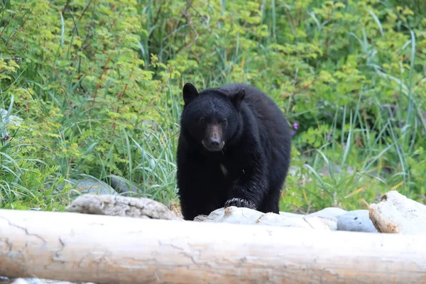 Fekete medve az apály partjainál bolyong, rákot keres. Vancouver! — Stock Fotó