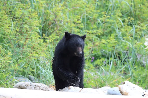 Orso nero che vaga per le rive della bassa marea, in cerca di granchi. Vancouver — Foto Stock