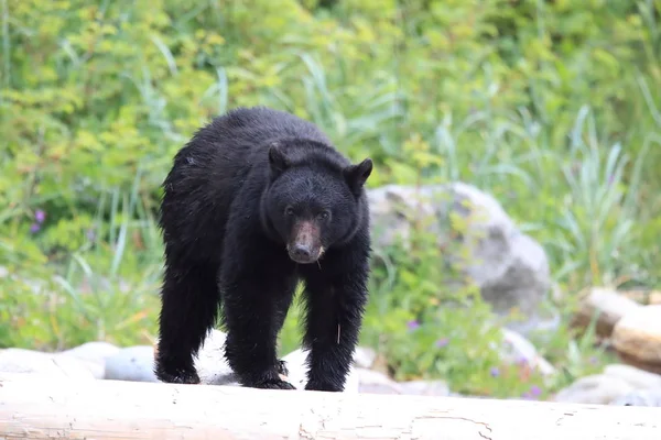 Черный медведь бродит по берегу, ищет крабов. Ванкувер — стоковое фото