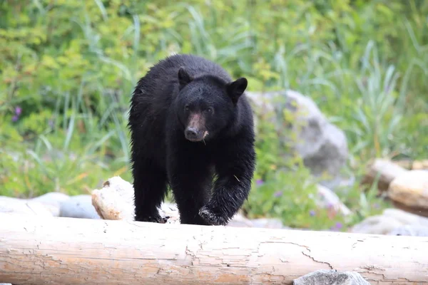 Черный медведь бродит по берегу, ищет крабов. Ванкувер — стоковое фото