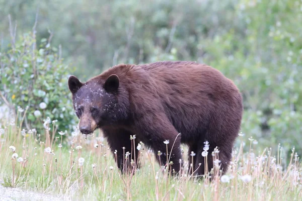 Urso negro americano (Ursus americanus) Kanada — Fotografia de Stock