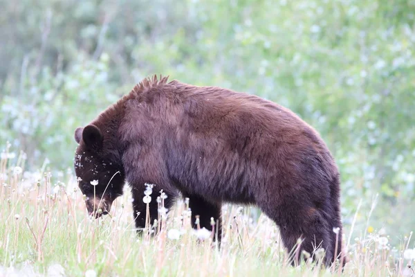 American black bear (Ursus americanus)  Kanada — Stock Photo, Image