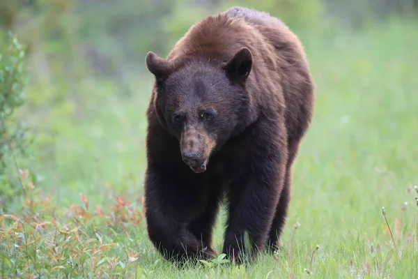 Urso negro americano (Ursus americanus) Kanada — Fotografia de Stock