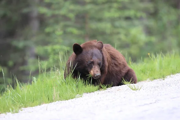 Американский черный медведь (Ursus americanus) Kanada — стоковое фото