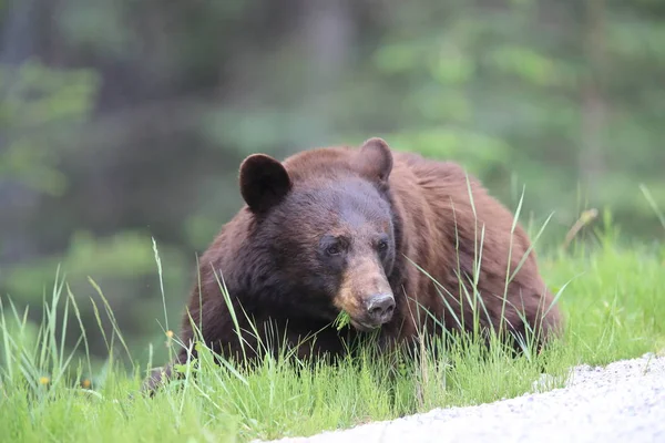 Urso negro americano (Ursus americanus) Kanada — Fotografia de Stock