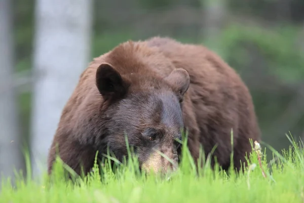 Urso negro americano (Ursus americanus) Kanada — Fotografia de Stock