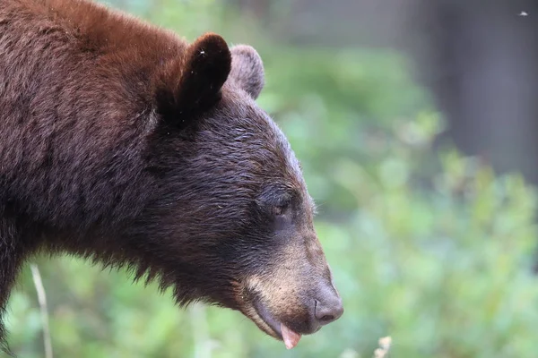 Urso negro americano (Ursus americanus) Kanada — Fotografia de Stock