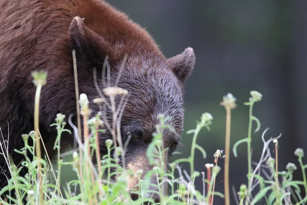Amerikaanse zwarte beer (Ursus americanus) Kanada — Stockfoto