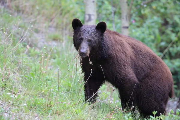 Urso negro americano (Ursus americanus) Kanada — Fotografia de Stock