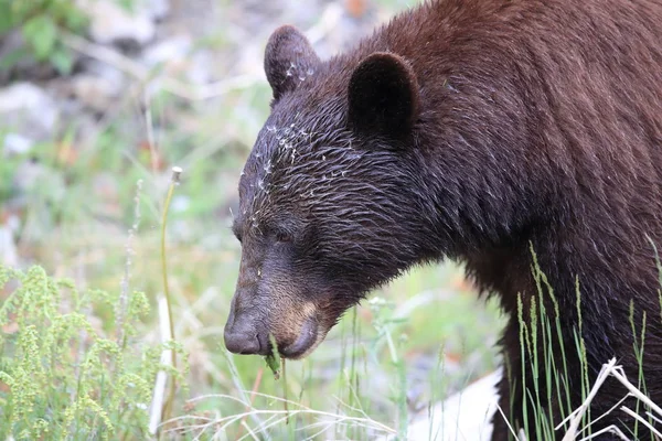 Urso negro americano (Ursus americanus) Kanada — Fotografia de Stock