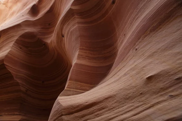 Зебра слотом Каньйон Юта, США — стокове фото