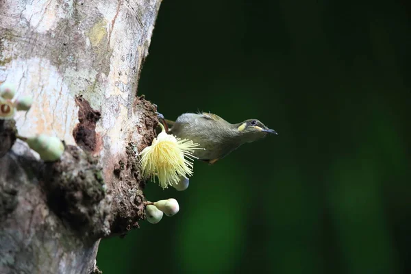 熱帯雨林の黄色い斑点のあるハニーヒーター(Meliphaga notata) 、 Quee — ストック写真