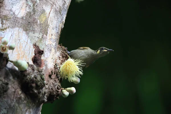 熱帯雨林の黄色い斑点のあるハニーヒーター(Meliphaga notata) 、 Quee — ストック写真