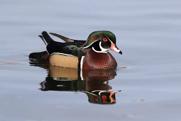 Wood Duck, Albuquerque New Mexico Usa — стокове фото